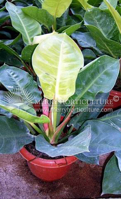 Philodendron apple green 230